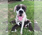 Small Boxer