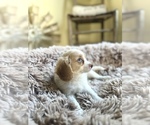 Small #1 Cavapoo (Miniature)
