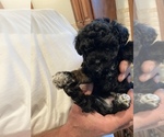 Small Photo #15 Poodle (Toy) Puppy For Sale in ARLINGTON HTS, IL, USA