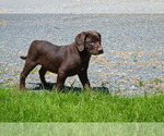 Puppy Londa Labrador Retriever