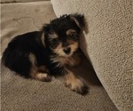 Puppy Puppy 2 Chorkie