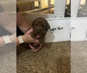 Labrador Retriever Puppy for Sale in FAIRVIEW, Oklahoma USA