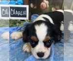 Small #1 Cavalier King Charles Spaniel