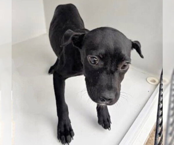 Medium Photo #1 Labrador Retriever Puppy For Sale in Houston, TX, USA