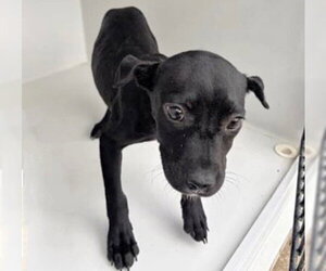 Labrador Retriever Dogs for adoption in Houston, TX, USA