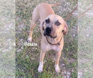 Dazzle - Female Mutt Dog for Adoption - Photo #6