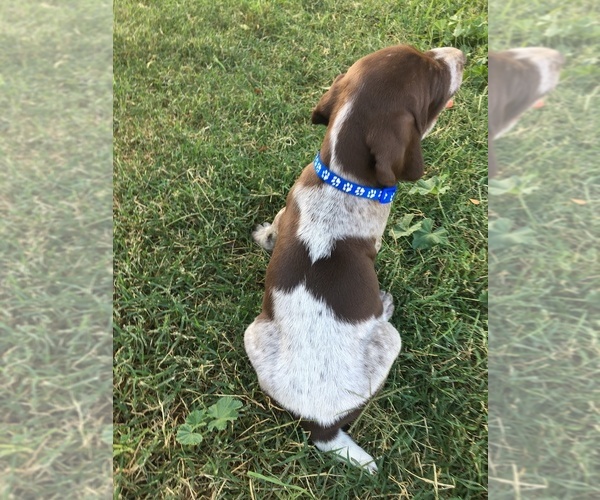 Medium Photo #4 German Shorthaired Pointer Puppy For Sale in STRATHMORE, CA, USA