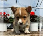 Small Photo #1 Pembroke Welsh Corgi Puppy For Sale in ROCKVILLE, IN, USA