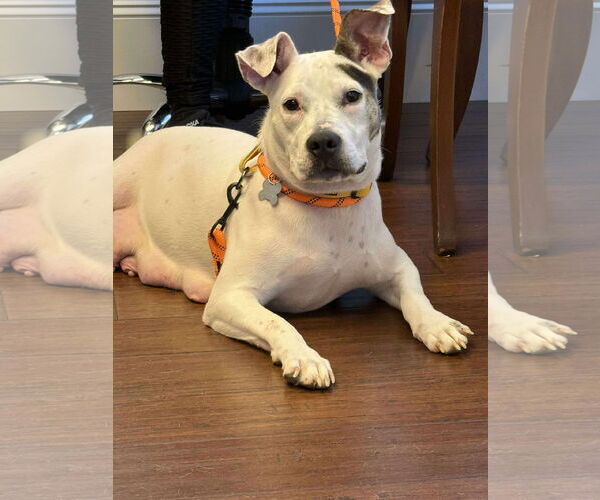 Medium Photo #2 American Staffordshire Terrier-Unknown Mix Puppy For Sale in Holly Springs, NC, USA