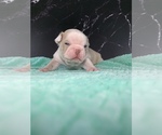 Small #14 Boston Terrier