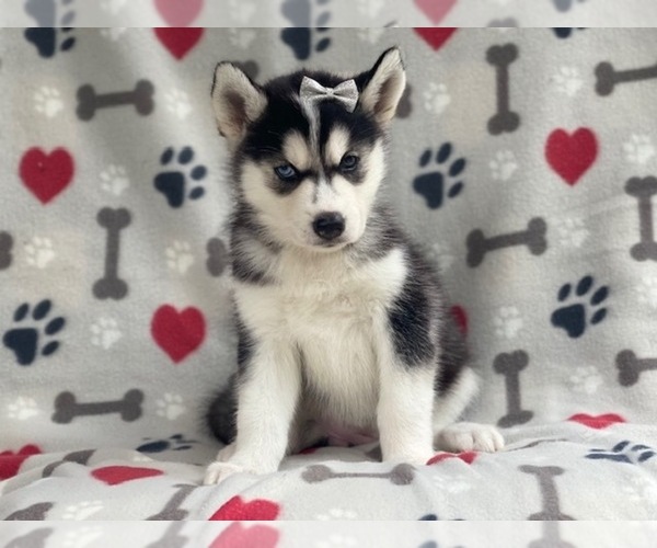 Medium Photo #1 Siberian Husky Puppy For Sale in LAKELAND, FL, USA