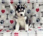 Small Photo #1 Siberian Husky Puppy For Sale in LAKELAND, FL, USA