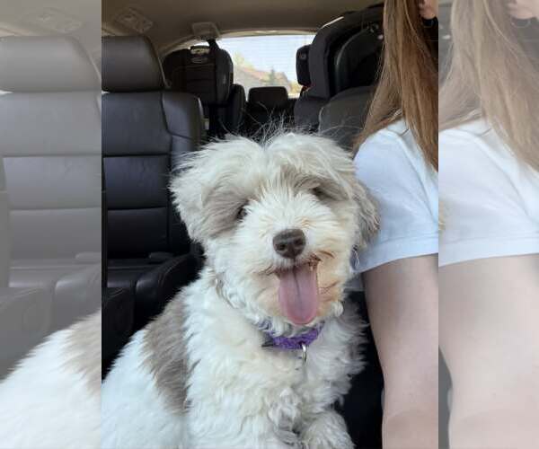 Medium Photo #1 Havanese Puppy For Sale in Catasauqua, PA, USA