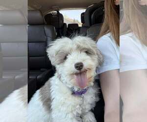 Havanese Dogs for adoption in Catasauqua, PA, USA