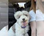 Small Havanese