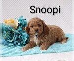 Puppy 6 Cock-A-Poo
