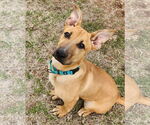 Small #2 German Shepherd Dog-Great Pyrenees Mix