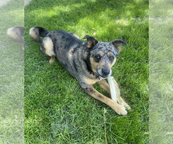 Medium Photo #2 Mutt Puppy For Sale in Fort Collins, CO, USA