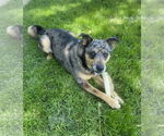 Small #1 Mutt