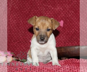 Jack Russell Terrier Puppy for sale in KIRKWOOD, PA, USA