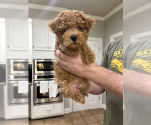 Maltipoo Puppy for sale in BIRMINGHAM, AL, USA