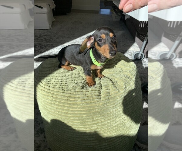 Medium Photo #1 Dachshund Puppy For Sale in GREER, SC, USA