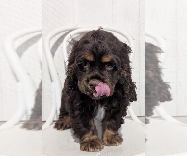 Medium Photo #16 Cocker Spaniel Puppy For Sale in GOSHEN, IN, USA
