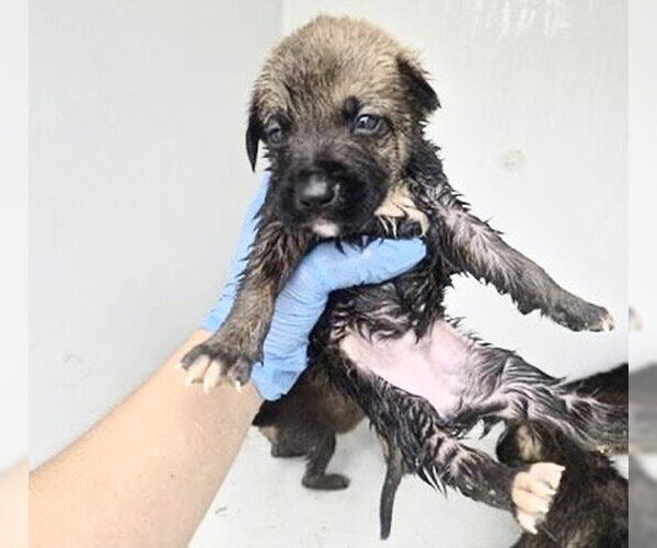 Medium Photo #1 German Shepherd Dog-Unknown Mix Puppy For Sale in Houston, TX, USA
