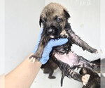 Small German Shepherd Dog Mix