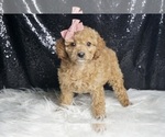 Puppy Priscilla F1B Cavapoo
