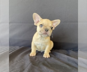 French Bulldog Puppy for sale in MORENO VALLEY, CA, USA