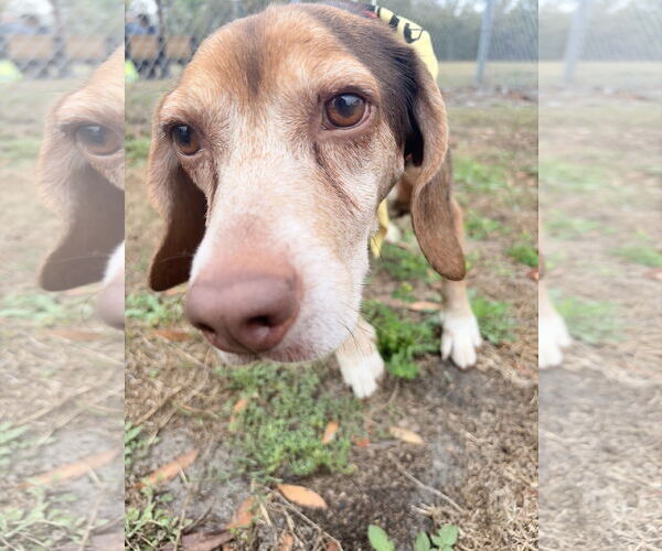Medium Photo #10 Beagle Puppy For Sale in Tampa, FL, USA