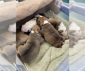 Bulldog Litter for sale in SHEPHERDSTOWN, WV, USA