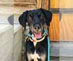 Small #1 Mutt