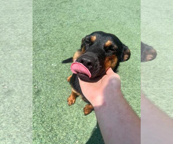 Medium Photo #2 Australian Kelpie-Unknown Mix Puppy For Sale in Rockwall, TX, USA