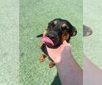 Small #1 Australian Kelpie Mix