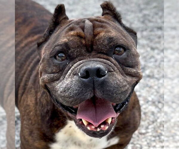 Medium Photo #1 Bulldog-Unknown Mix Puppy For Sale in Jefferson, WI, USA
