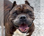 Small Bulldog Mix