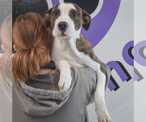 Medium Photo #4 American Bulldog-American Staffordshire Terrier Mix Puppy For Sale in Huntley, IL, USA