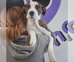 Small #3 American Bulldog-American Staffordshire Terrier Mix