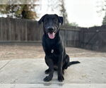 Small #2 Labrador Retriever