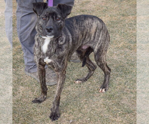 Medium Photo #2 Boxer-Unknown Mix Puppy For Sale in Huntley, IL, USA