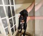 Puppy 12 German Shorthaired Pointer