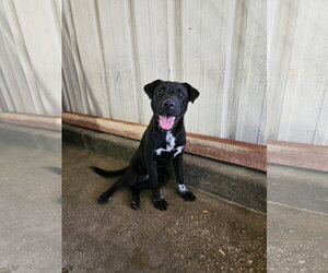 Labrador Retriever-Unknown Mix Dogs for adoption in El Centro, CA, USA