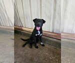 Small Labrador Retriever Mix