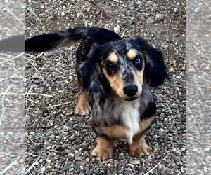 Father of the Dachshund puppies born on 09/11/2026