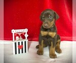 Puppy Tan Collar Doberman Pinscher