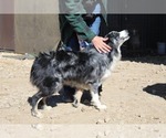 Small Photo #1 Australian Shepherd Puppy For Sale in CLARKSVILLE, TX, USA