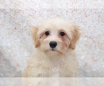 Small Photo #2 Cavapoo Puppy For Sale in MARIETTA, GA, USA