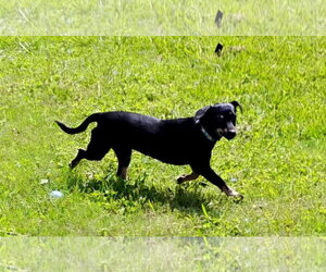 Floriana - Female Dachshund-Unknown Mix Dog for Adoption - Photo #3